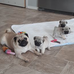Emmy - Pug