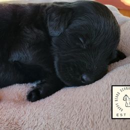 Orion - Black male Giant Schnauzer puppy in Saratoga Springs, Utah from Happy Beard Schnauzers
