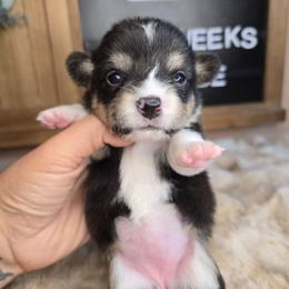 Phoebe - Black and tan female Pembroke Welsh Corgi puppy in Lake Elsinore, California from Rose Petal Corgis