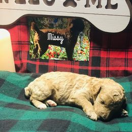 Girl 2 - Red  Poodle puppy in Jasper, Alabama from Standard Poodles and Doodles of Alabama