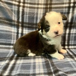 Girl 3 - Black and tan female Pembroke Welsh Corgi puppy in Thornton, New Hampshire from Dinger’s Dogs