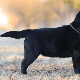 Flat-Coated Retrievers and Labrador Retrievers from Firecrest Kennels