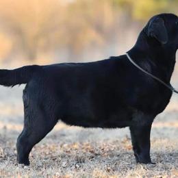 Flat-Coated Retrievers and Labrador Retrievers from Firecrest Kennels