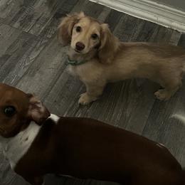Dachshunds from L&M Red Dirt Doxies