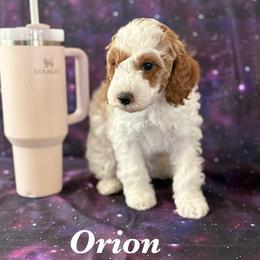 Orion - Apricot male Cavapoo puppy in Sun City, Arizona from AZ Cavapoos