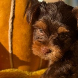 Hershey - Chocolate and tan male Yorkshire Terrier puppy in Richmond, Texas from Perfectly Posh Pets
