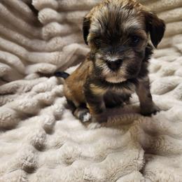 Dolly - Chocolate sable female Havanese puppy in Salesville, Ohio from RiverLynn