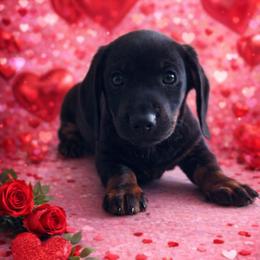 Lucky - Black and tan male Dachshund puppy in Live Oak, Florida from Johnson’s Weiner Farm