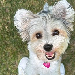 French Bulldogs and Yorkshire Terriers from Melissa's Paw Impressions