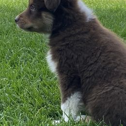 Miniature Australian Shepherd and Toy Australian Shepherd Puppies from Bit O' Bliss Farm LLC