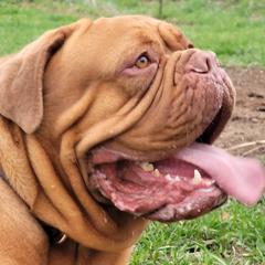 Sheva - Dogue de Bordeaux