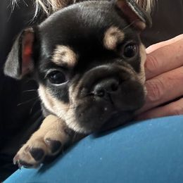 Charlie - Black and tan male French Bulldog puppy in Fort Collins, Colorado from 1011 French Bulldogs