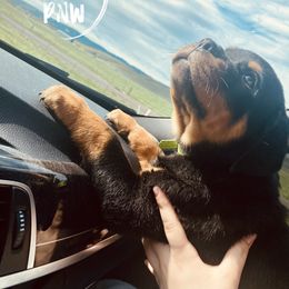 Rottweiler Puppies from KarmaKennelPNW