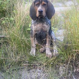 Bluetick Coonhound and Poodle Puppies from Dejah Bleu Kennels
