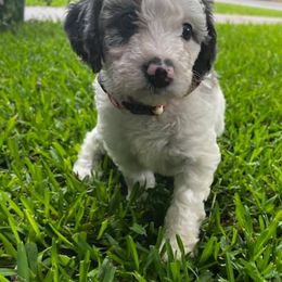 Bernedoodles from Two oodles of Texas