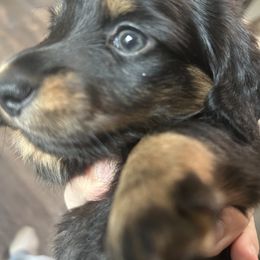 Dachshund Puppies from Bluestar dachshund