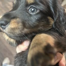 Dachshund Puppies from Bluestar dachshund