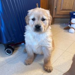 Teddi - Golden female Golden Retriever puppy in Grant County, Indiana from On The Sunny Side Pavey Farms