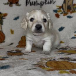 Blue collar - Cream male Dachshund puppy in Poteau, Oklahoma from Sisters Dazzling Dachshunds