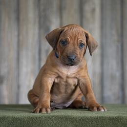 Mr. Royal Blue - Rd whtn blk nose male Rhodesian Ridgeback puppy in Hillman, Minnesota from Rhoxwood Kennel