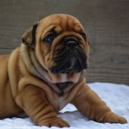 Titus - Fallow male Bulldog puppy in Bradleyville, Missouri from HurstBulldogs