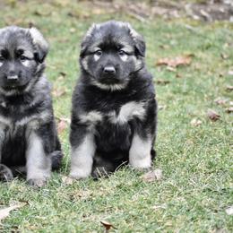 Shiloh Shepherd Puppies from Echo Shilohs