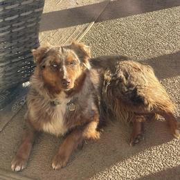 Australian Shepherd All Grown Up from Ready 'N Abel Aussies