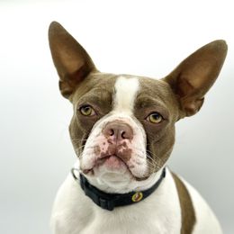 Jasper - Boston Terrier