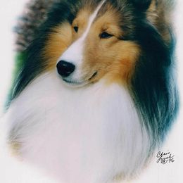 Shetland Sheepdog Puppies from Shalamar Shelties