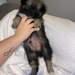 Pomsky Puppies from Urban Sky Kennel