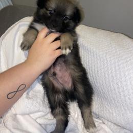 Pomsky Puppies from Urban Sky Kennel