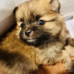 Pomeranians from Tea Pup Pomeranians
