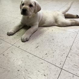 Labrador Retrievers from Sunshine Acres