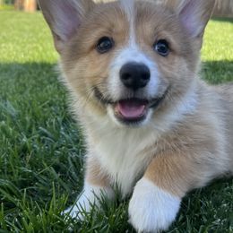 Boy 2 - Sable Pembroke Welsh Corgi puppy in Milliken, Colorado from Columbine Corgis