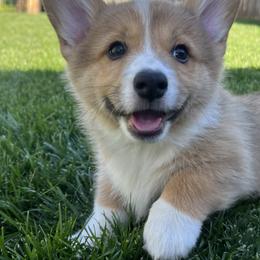 Boy 2 - Sable Pembroke Welsh Corgi puppy in Milliken, Colorado from Columbine Corgis