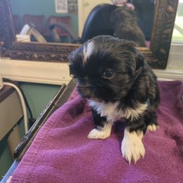Patti - Black and white female Shih Tzu puppy in Clyde, North Carolina from Shawgo Pups
