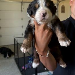 Cabo - Black tan and white male Bernese Mountain Dog puppy in Ramona, California from Buendias Ranch Saint Bernards & Bernese Mountain Dogs