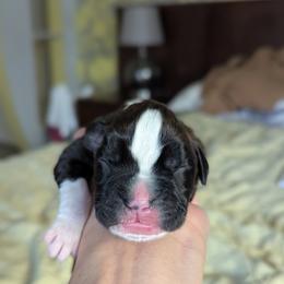 Cicilia - Brindle female Boxer puppy in Springfield, Missouri from ReMa Boxers