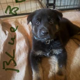 Blue collar boy - Bi-color male German Shepherd puppy in Centralia, Illinois from Janices AKC German Sheperds LLC