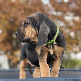 Bloodhound Puppies from Sandhill Hounds of Nebraska