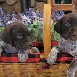 German Shorthaired Pointers from Ridgecrest Bird Dogs