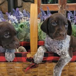 German Shorthaired Pointers from Ridgecrest Bird Dogs