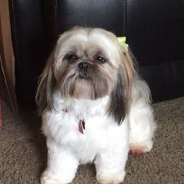 Cali - Shih Tzu
