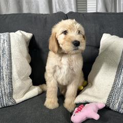Red - Cream Double Doodle puppy in San Juan, Texas from Cash & June’s Double Doodles