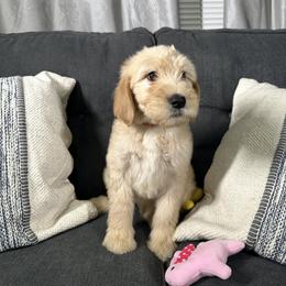 Red - Cream Double Doodle puppy in San Juan, Texas from Cash & June’s Double Doodles