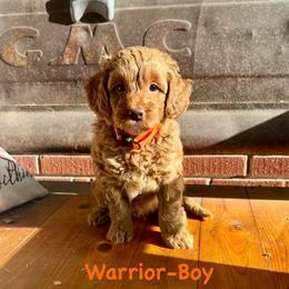 Warrior-orange collar - Red  male Goldendoodle puppy in Lewisville, Texas from Zink Doodles