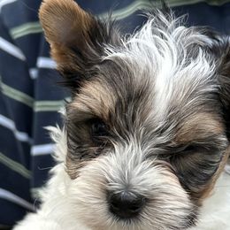 Liberty - Black tan and white Biewer Terrier puppy in Lansing, Michigan from ABC Biewers and Biros