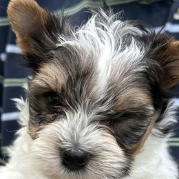 Liberty - Black tan and white Biewer Terrier puppy in Lansing, Michigan from ABC Biewers and Biros