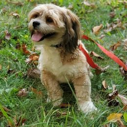Simba - Lhasa Apso