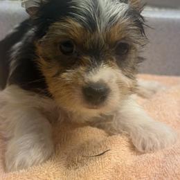 Betty - Piebald female Morkie puppy in Florence, Kentucky from 4paws4ever by Design